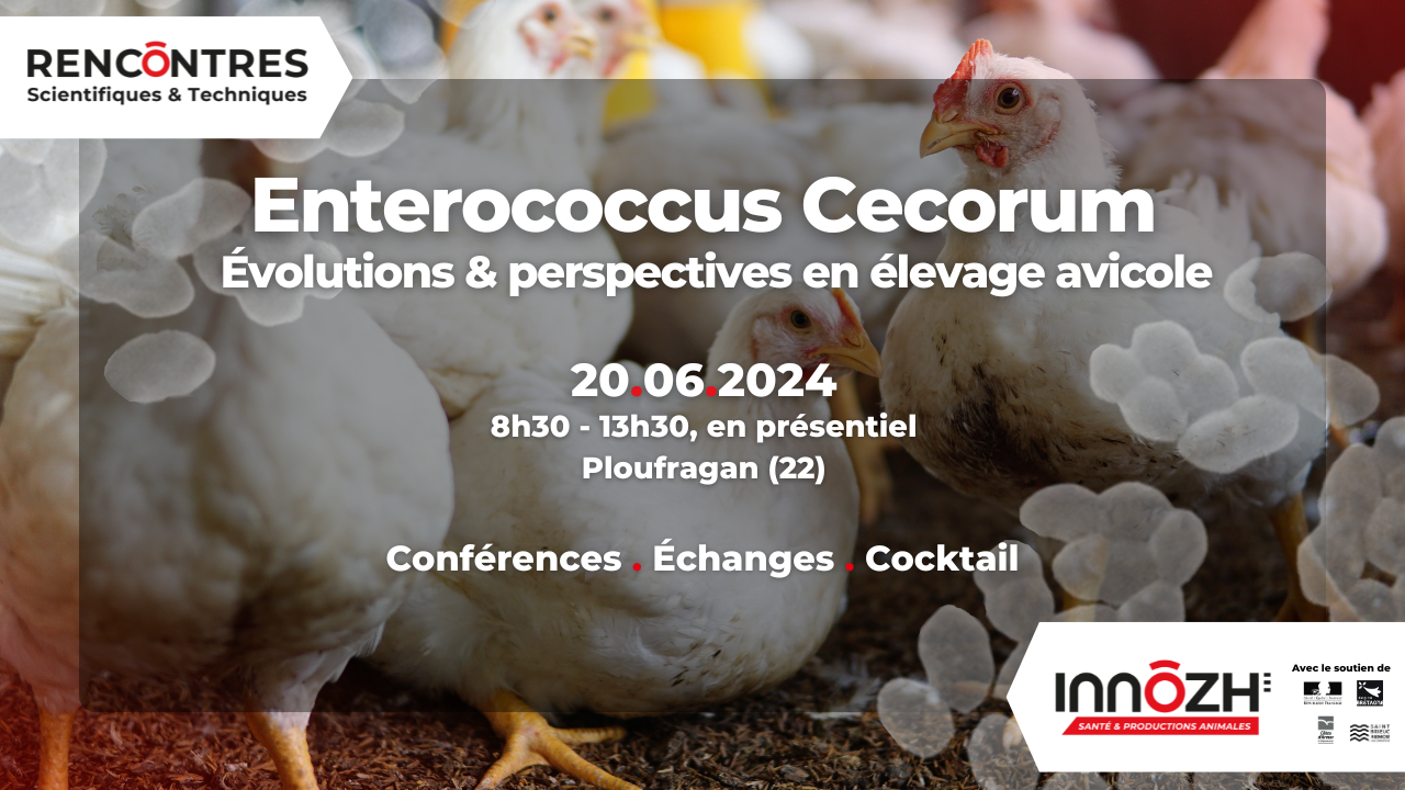 Enterococcus Cecorum  : évolutions  et perspectives en élevage avicole