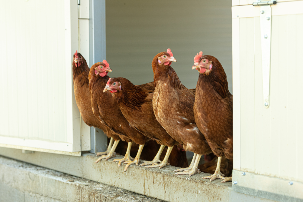 poules pondeuses