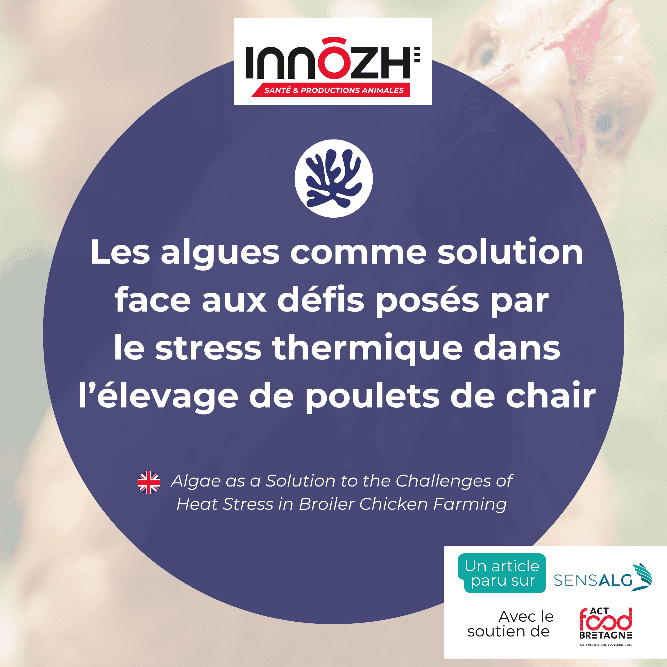 Maëliss Brunon,Les algues, Recherche Les algues, solution pour le stress thermique des poulets de chair