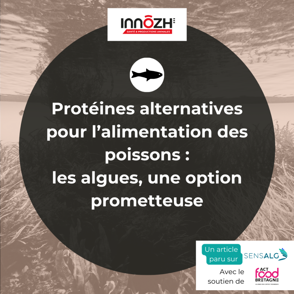 Maeliss-BrunonProteines-alternatives-pour-lalimentation-des-poissons–1024×1024