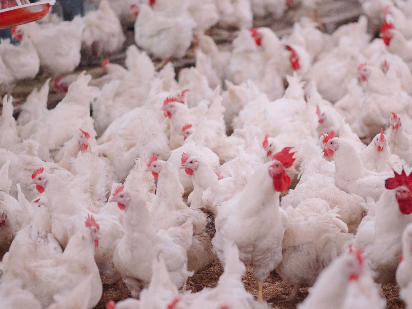 Recherche Les algues, solution pour le stress thermique des poulets de chair