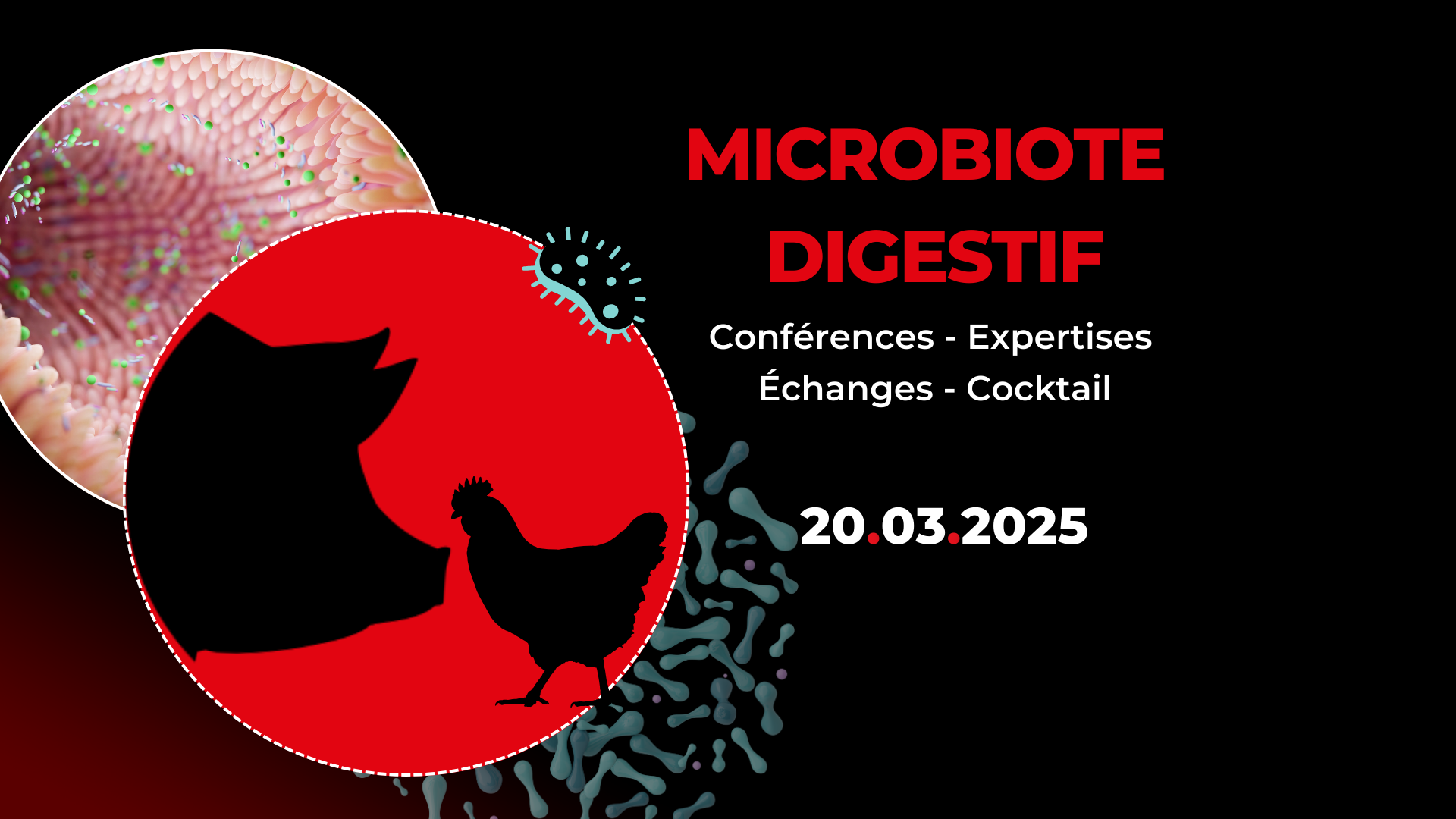 microbiote digestif 2